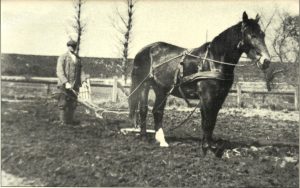 Buurkeree in Ostfreesland 1929