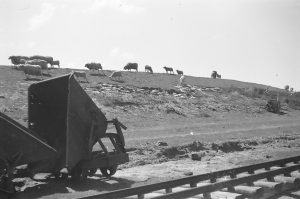 Deichausbesserung 1962